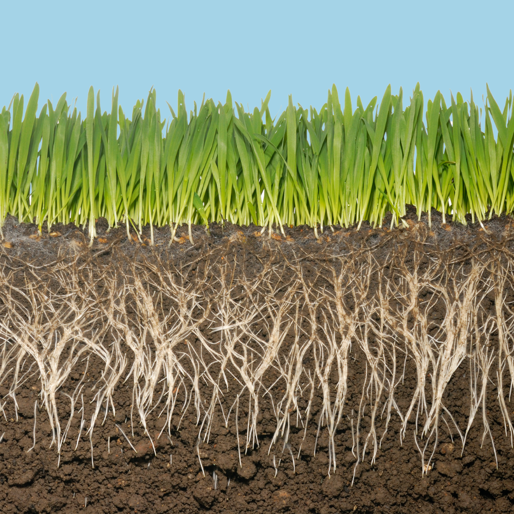 Sunny Mixture Ultra Low Maintenance Grass Seed