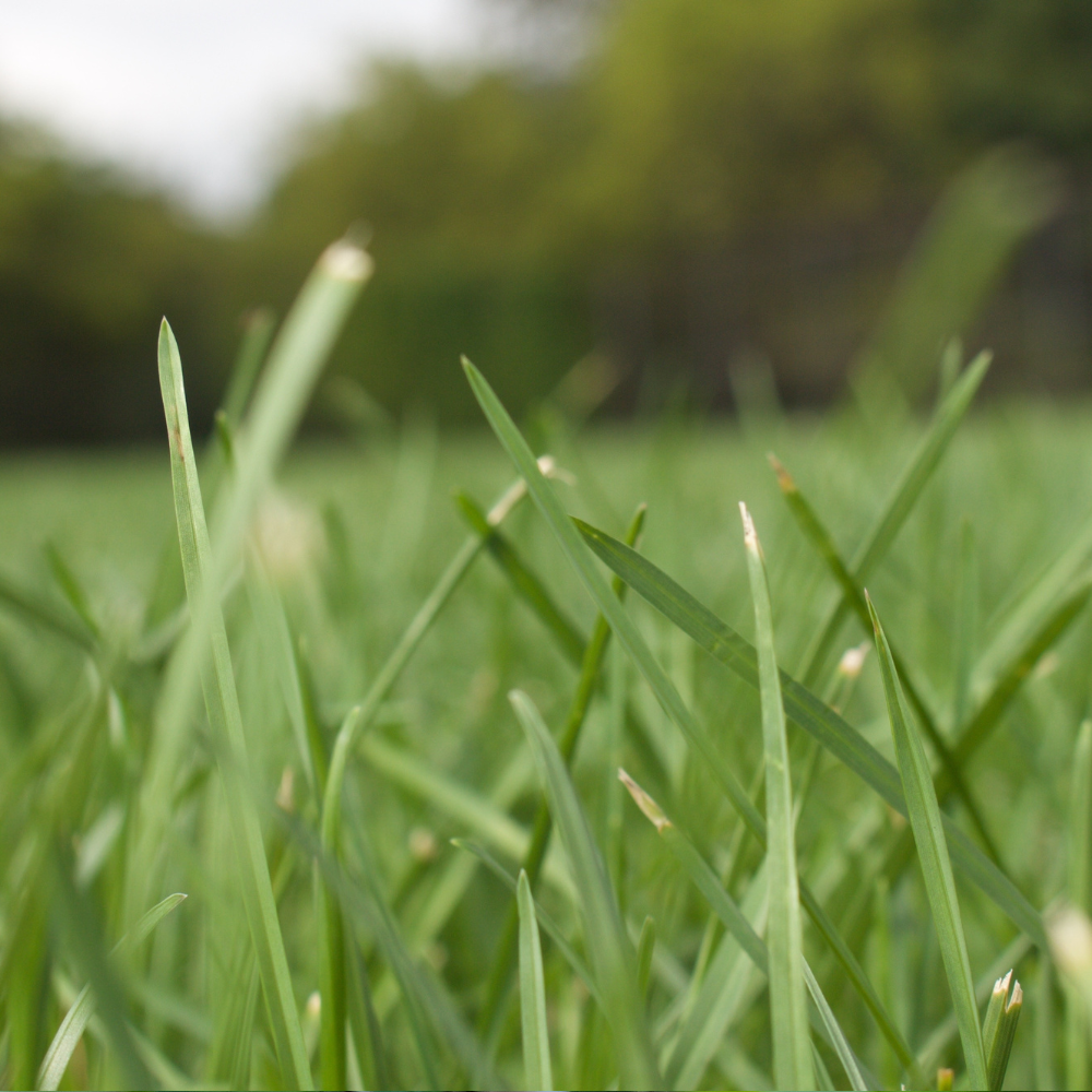 Shady Mixture Ultra Low Maintenance Grass Seed