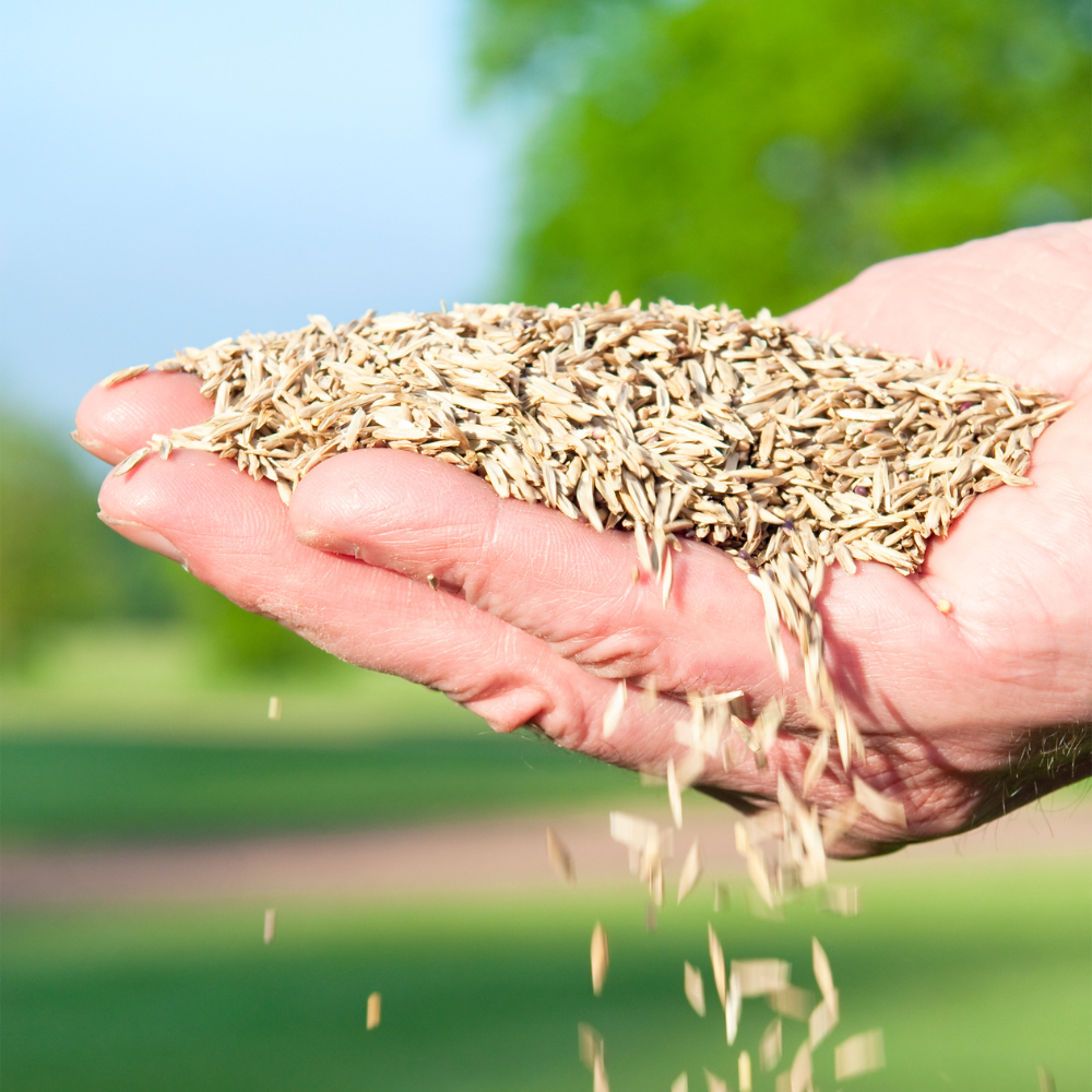 Sun - Shade Mixture Ultra Low Maintenance Grass Seed